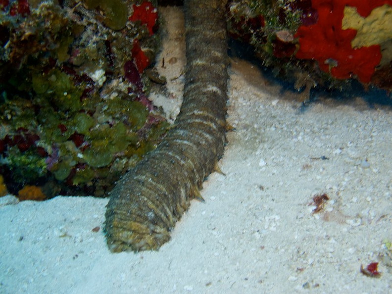 IMG_3225 Tiger Tail Sea Cucumber.jpg